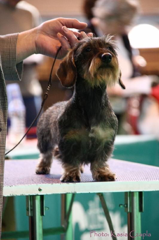 Crufts2011_2 1062.jpg